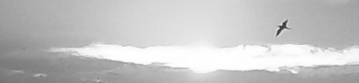 I Want My Happy Back